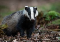 Badger cull in Somerset: Up to 1,795 more could be killed to fight bovine TB