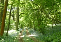 Council plans to plant 240 hectares of new woodland