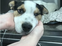 Rising reports of animals killed and poisoned