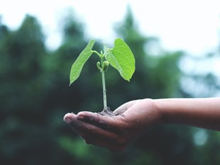 Council could 'lead the way' in battle against climate change 