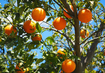 Free fruit tree plans for Wellington residents