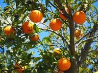 Free fruit tree plans for Wellington residents