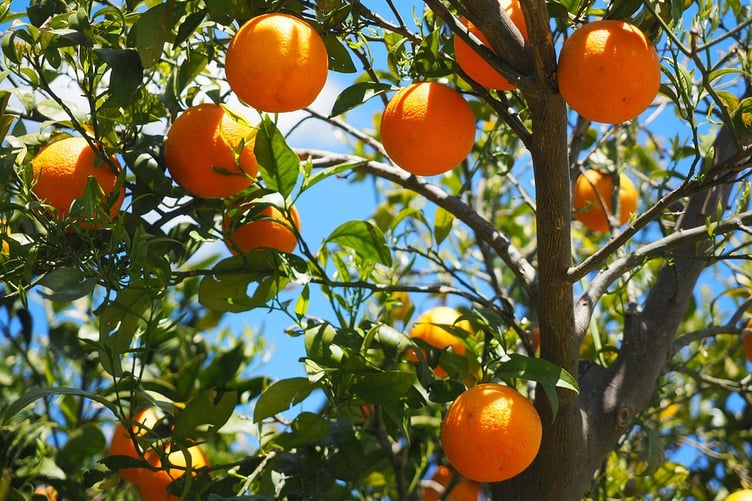 Wellington residents could get a free fruit tree if town council plans go ahead