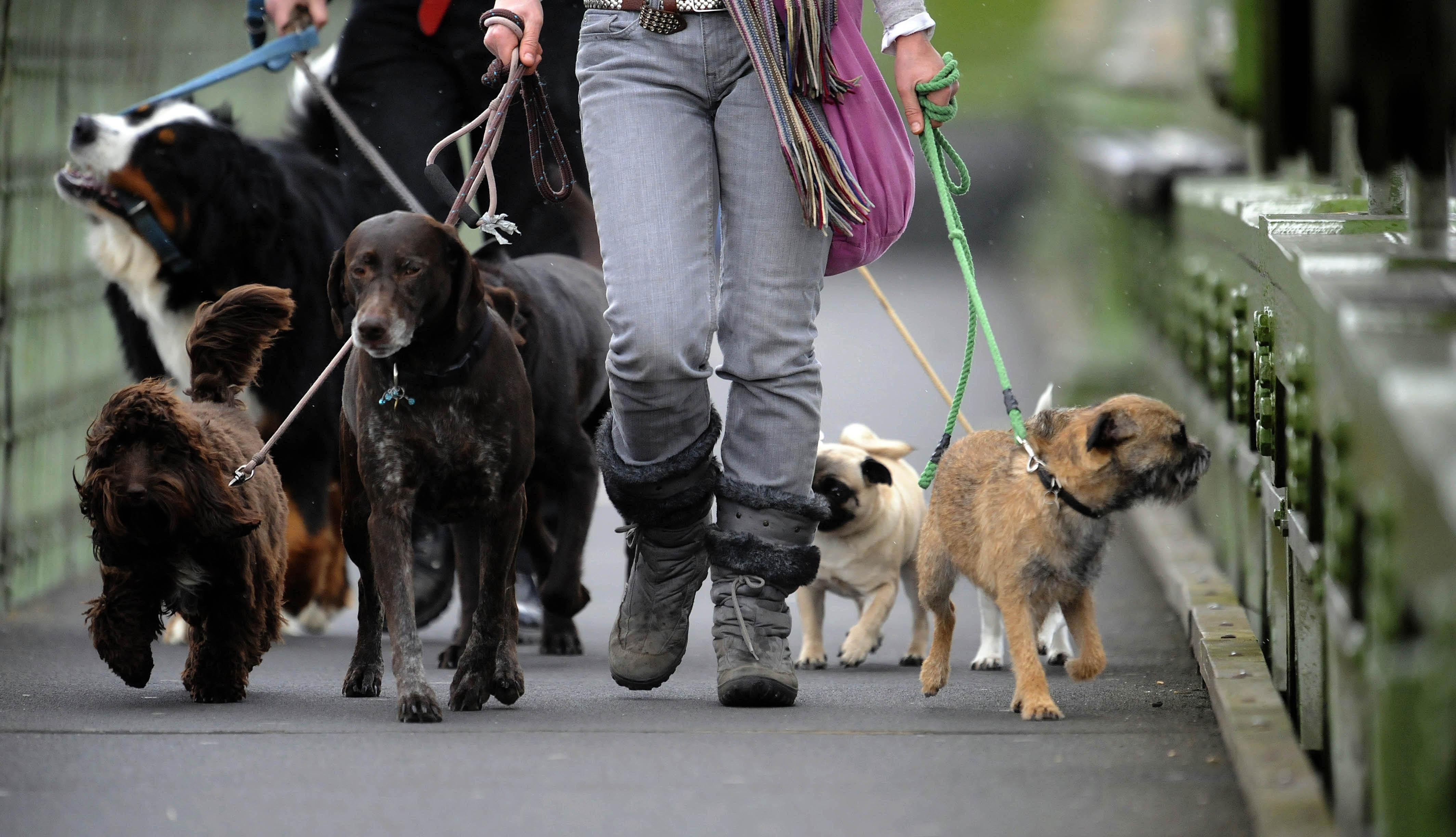  Record number of dog bites treated in hospital in Somerset