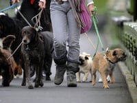  Record number of dog bites treated in hospital in Somerset