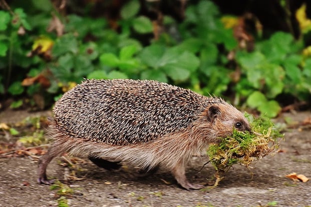 A hedgehog in Somerset.