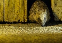 Campaign for 'hedgehog highways' 