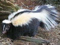 Missing skunk causes stink after walking 13 miles to Wellington