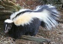 Missing skunk causes stink after walking 13 miles to Wellington