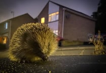 Somerset residents asked to record roadkill sightings