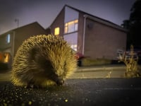 Somerset residents asked to record roadkill sightings
