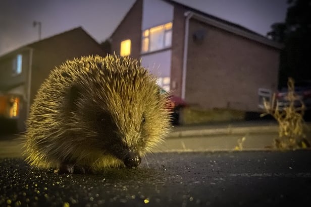 Recording sightings of roadkill could help boost conservation efforts