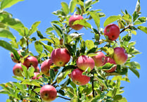 Last chance to claim free fruit tree 