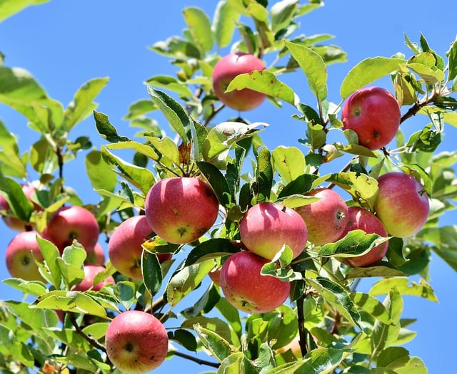 Last chance to claim free fruit tree 
