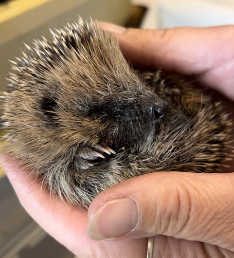 hedgehog