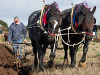 Ploughmen prepare to descend on small village for national contest