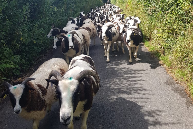 Flintstone Flock's Jacob sheep being herded in a country lane in Clayhidon.