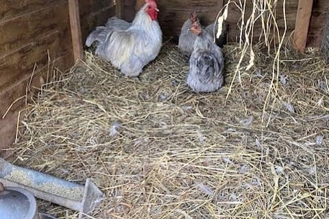 Chickens kept on the farm in Kingsmead School, Wivesliscombe.