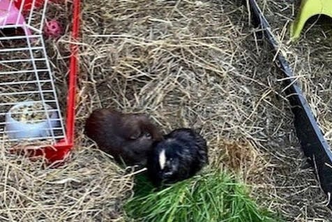 Some of the animals kept on the farm in Kingsmead Schoo, Wiveliscombe.