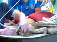 Dog dentist comes to vets near Wellington 