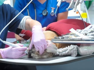 Dog dentist comes to vets near Wellington 