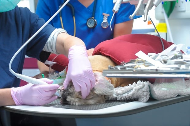 Cave Vets are now in the business of doggy dentistry