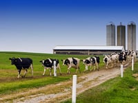 Local milkers make a splash at Dairy Show
