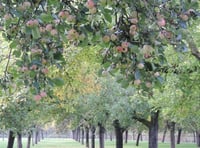 Cider-maker ready to celebrate National Apple Day