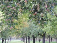 Cider-maker ready to celebrate National Apple Day