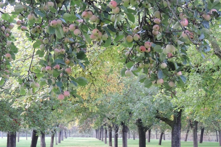 Some of the more than 90 acres off orchards near Wellington from which Sheppys makes its cider.