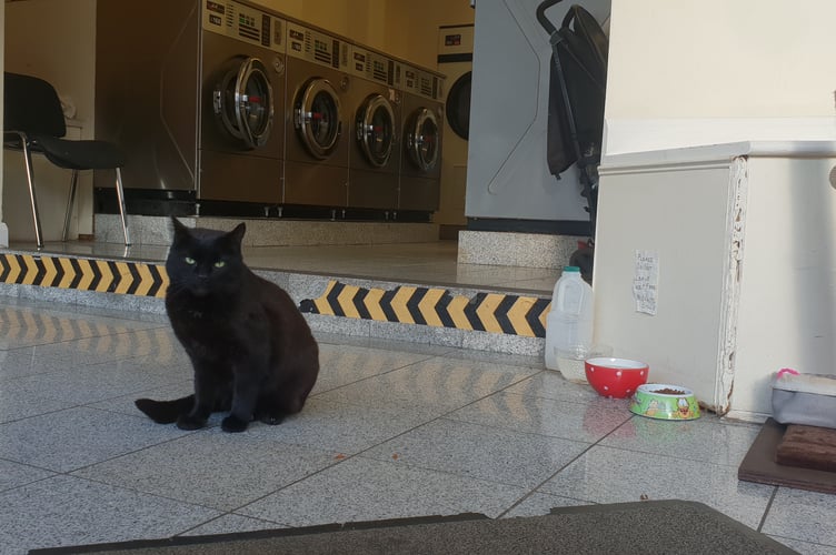 He's not All Shook Up, Elvis is quite comfortable in his North Street, Wellington, homes, including the laundrette.