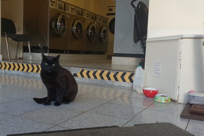 He's not All Shook Up, Elvis is quite comfortable in his North Street, Wellington, homes, including the laundrette.