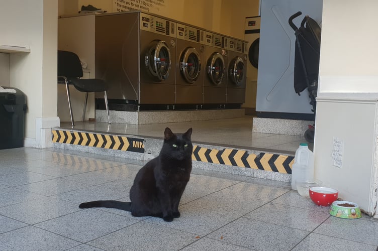 Elvis at home in Wellington's North Street laundrette.