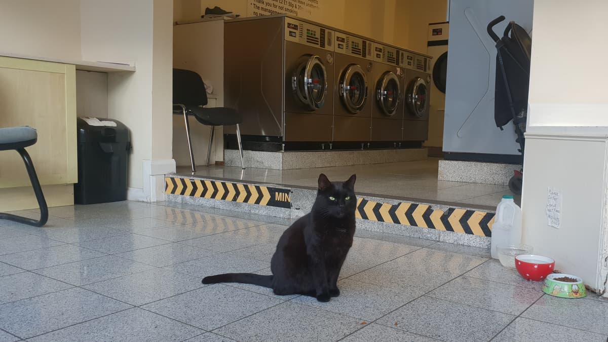 Elvis Cat Black cat Elvis still living life of luxury in Wellington's North ...