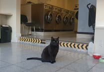 Black cat Elvis still living life of luxury in North Street despite losing a home