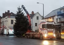 Huge Christmas tree is coming to town