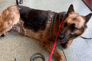 Five-year-old German Shepard, nicknamed 'Bunny' was abandoned outside a Somerset RSPCA centre on Easter Sunday