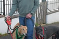 Loose dog savages three rescue hounds on housing estate