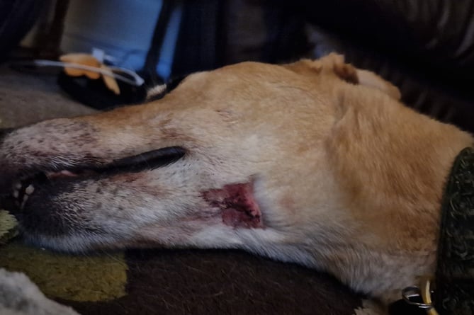 A throat wound is visible after rescue greyhound Jimmer was savaged by another dog.
