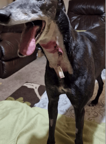 Rescue greyhound Jet with a drain in a throat injury which can clearly be seen after he was attacked by another dog.