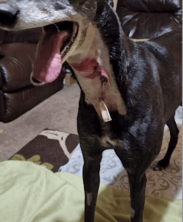 Rescue greyhound Jet with a drain in a throat injury which can clearly be seen after he was attacked by another dog.