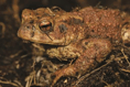Frog and toad spawn counters needed