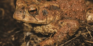 Frog and toad spawn counters needed