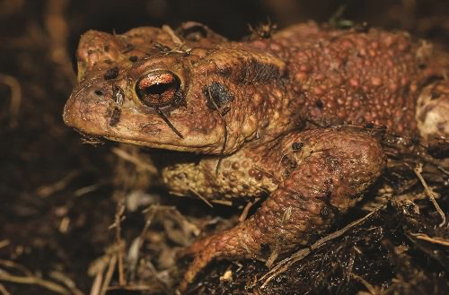 Somerset Wildlife Trust wants people to record frog and toad spawn in the New Year.