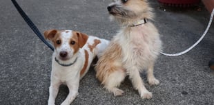 Councillors criticise dog fouling rules
