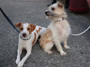 Councillors criticise dog fouling rules