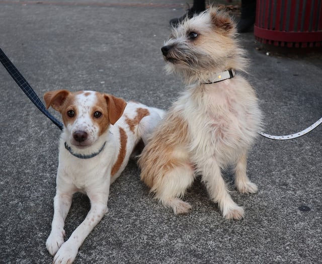 Councillors criticise dog fouling rules