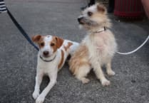 Dog fouling rules would be a 'complete waste of time', say councillors