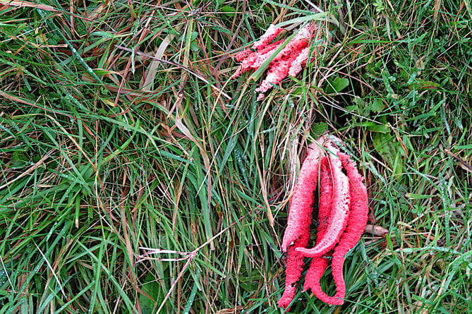 These 'Devil's fingers' fungi were found on the Quantock Hills near Broomfield.