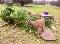 Hungry goats will recycle your Christmas tree for free 